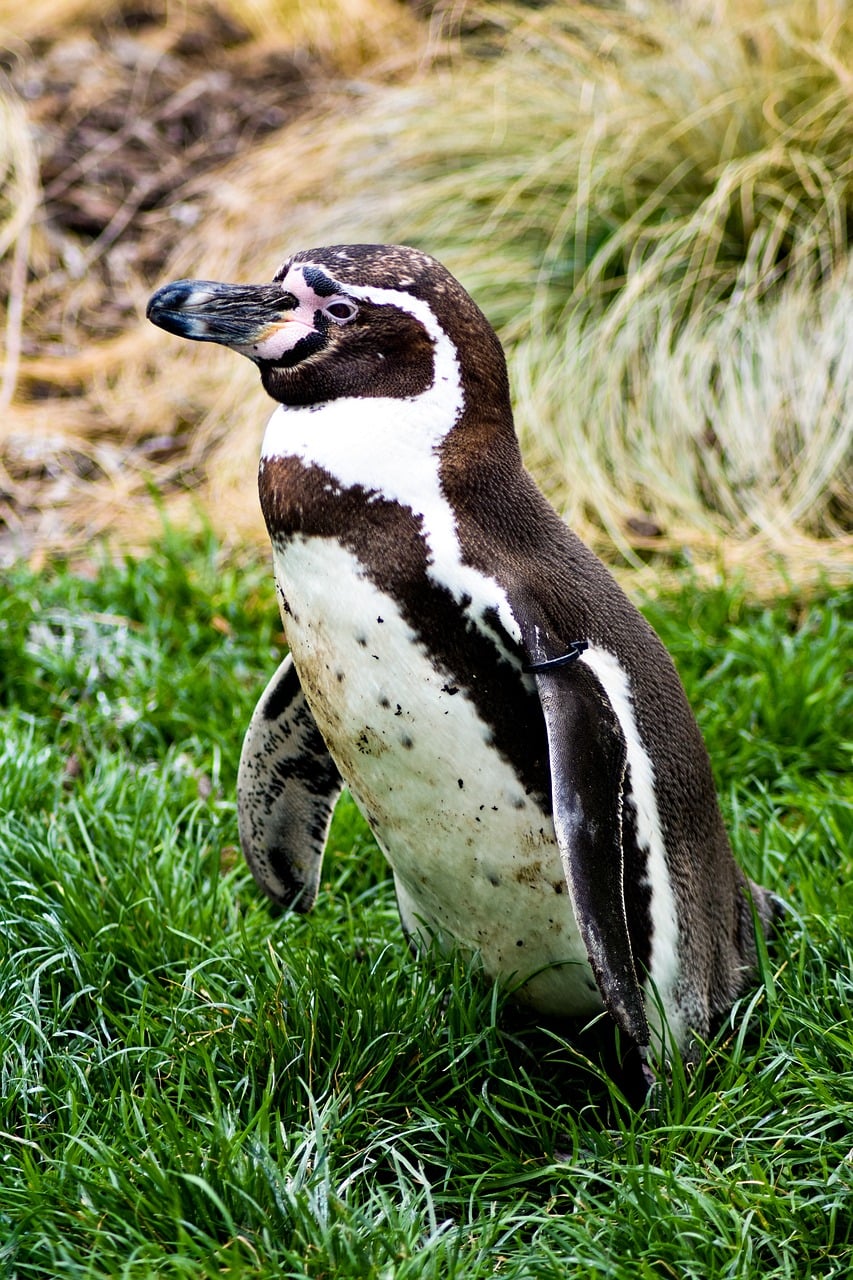 400,000+ Free Penguin Background & Penguin Images - Pixabay