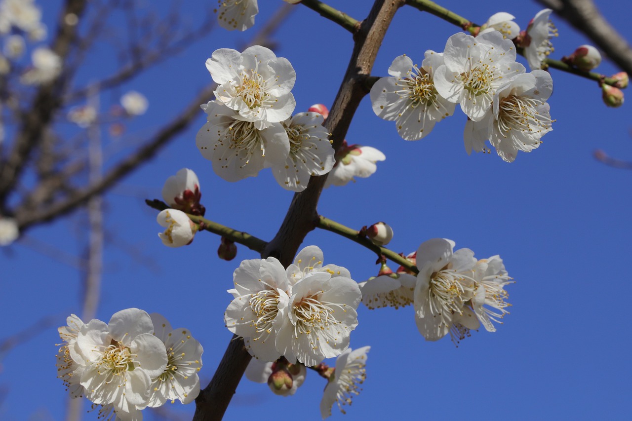 Plum Blossom Flower - Free photo on Pixabay