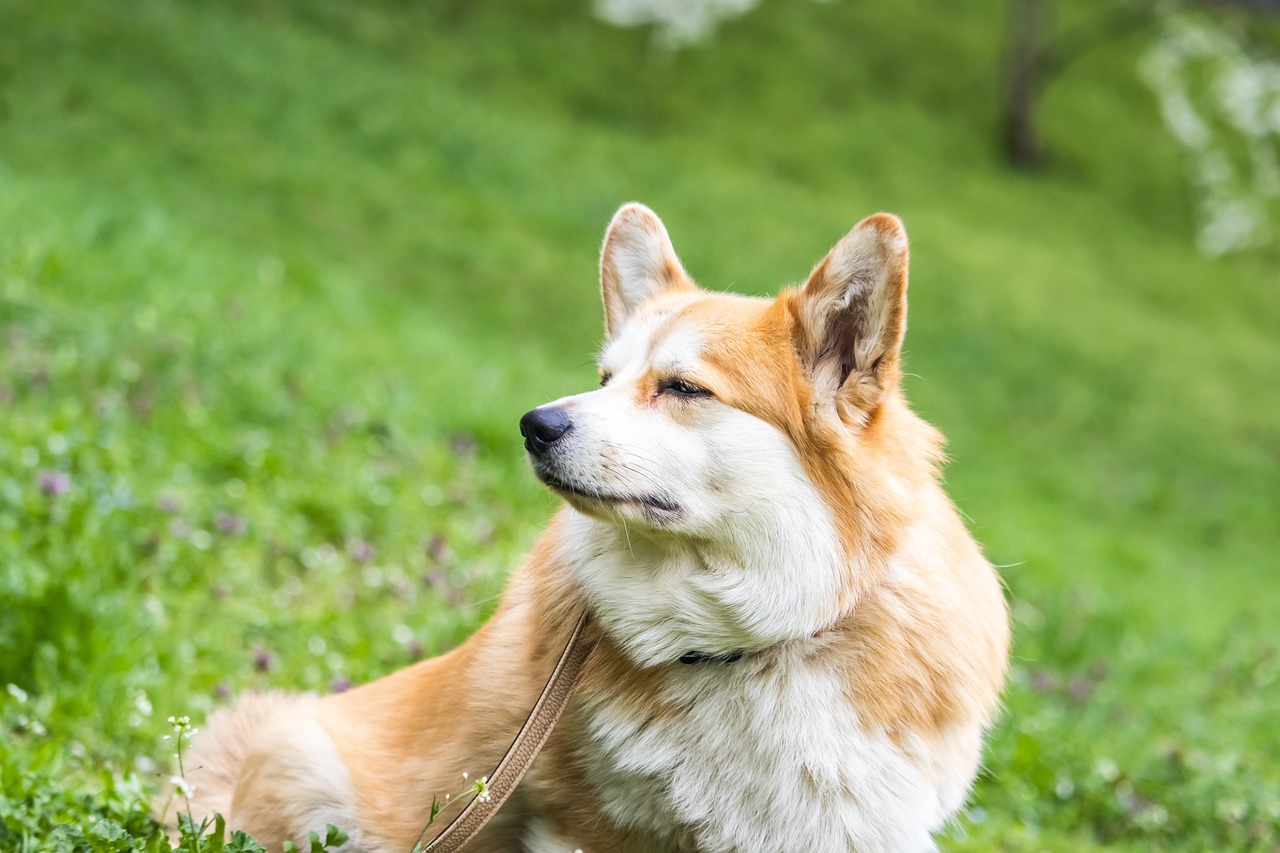 彭布罗克威尔士柯基犬 柯基犬 狗 - Pixabay上的免费照片