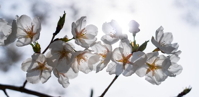 Cherry Blossom, Lente, Zon, Bloem