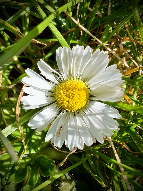 Natur, Blomst, Græs, Felt, Eng