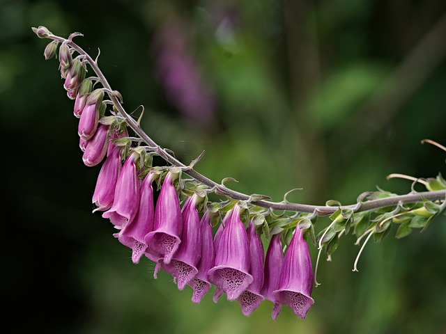 Floare, Digital, Foxglove, Tapet 4K
