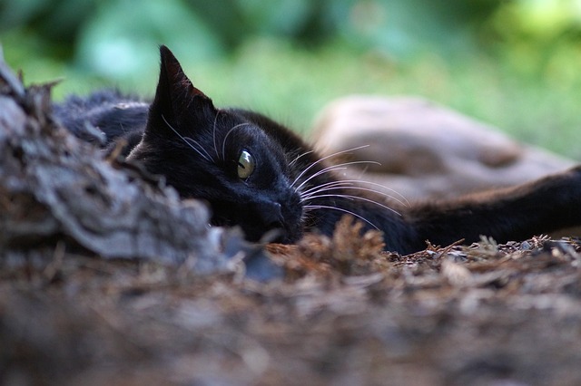 Gato, Animal, Mamífero