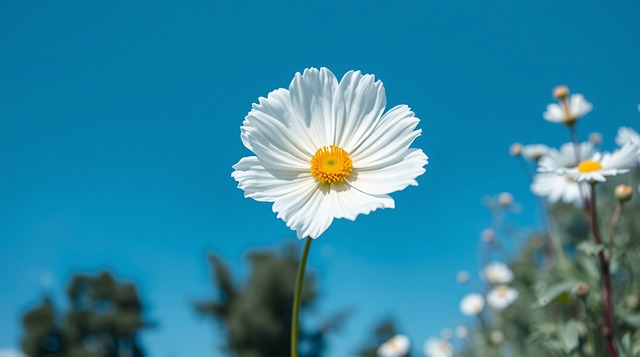 Margarida, Natureza, Jardim, Bloom