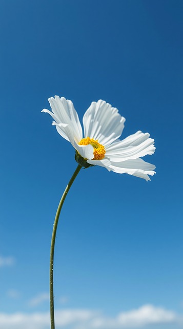 Margarida, Natureza, Jardim, Bloom