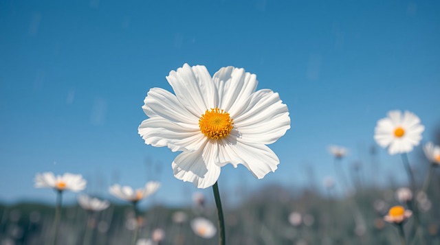 Margarida, Natureza, Jardim, Bloom