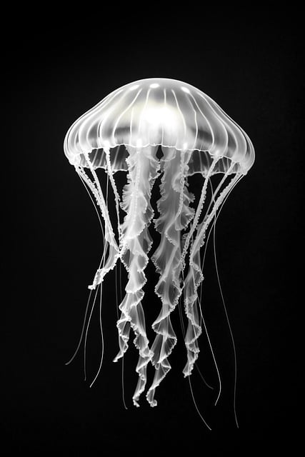 Medusa, Natureza, Aquário, Mar