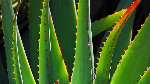 Cacto, Natureza, Flor, Planta, Jardim