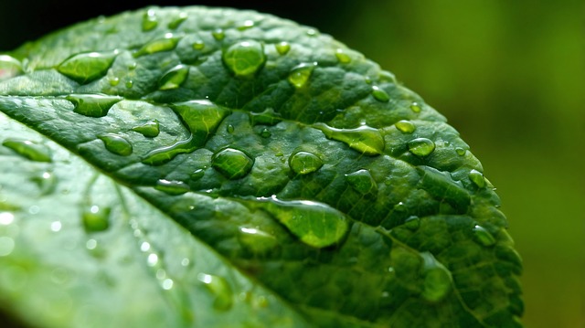 Folha, Natureza, Verde, Folhas, Planta