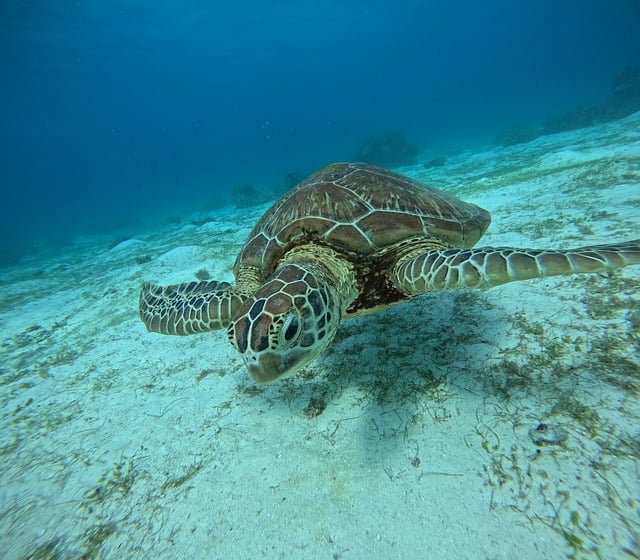 Mare Natura Animale Foto Gratis Su Pixabay mare-natura-animale-foto-gratis-su-pixabay