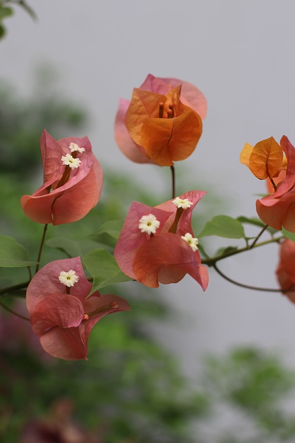 Drøm, Blomst, Blomstre, Trist, Vitamin