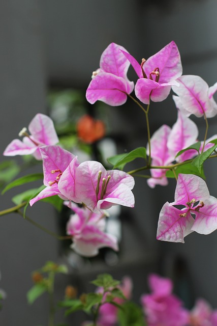 Blomst, Papir, Træ, Blomstre, Skov