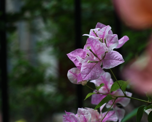 Hofte, Blomst, Efterår, Rap, Springe