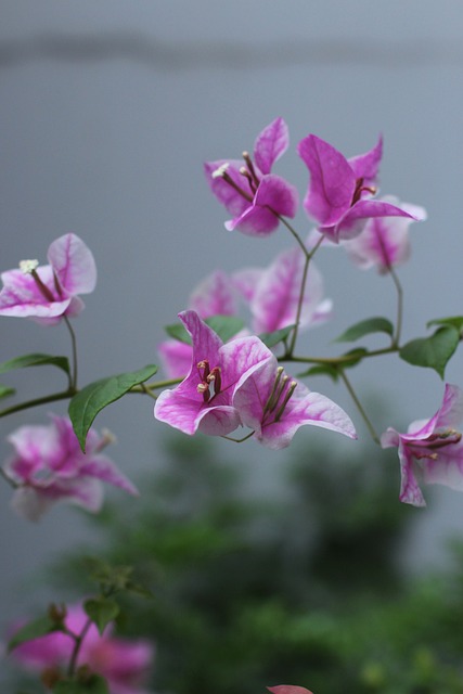 Ung, Blomst, Smuk, Blomstre, Prøve