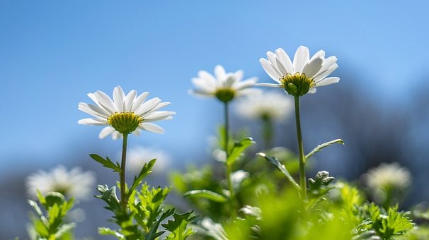 Bloem, Lente, Lente Bloemen, Tuin