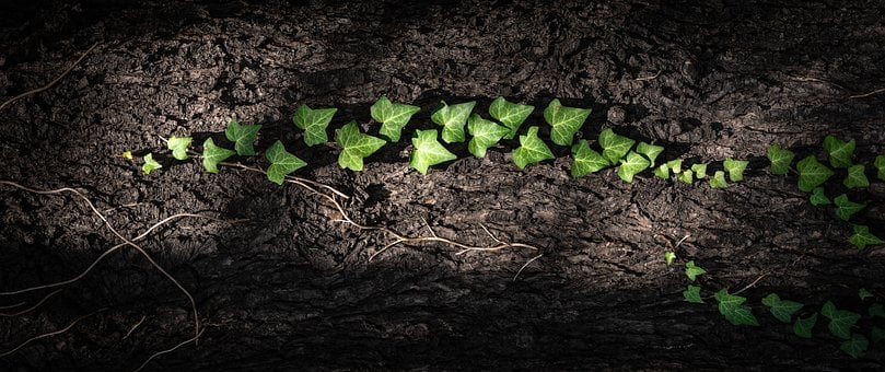 Klimop, Wijnstok, Blad, Abstract, Liaan