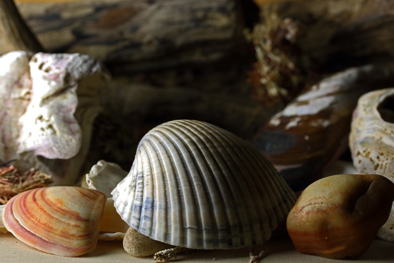 Cham Shells Sea Shells Clam Banded - Free photo on Pixabay