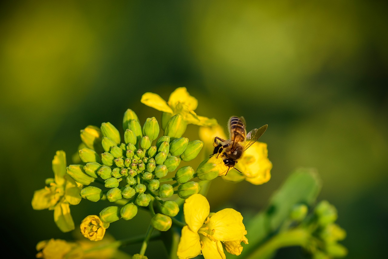 Rape Yellow Flowers - Free photo on Pixabay