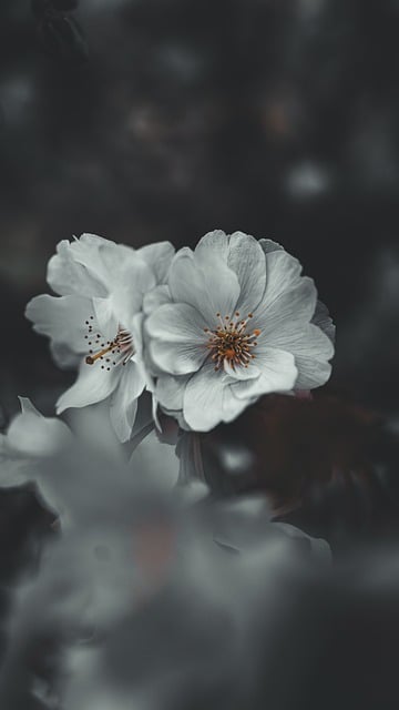 Free Blossom Bloom photo and picture