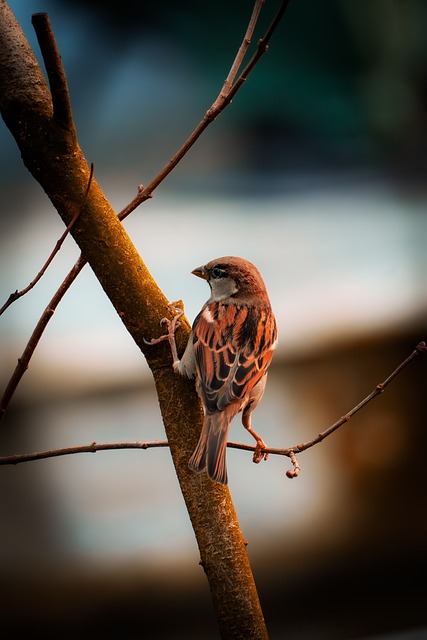Free Sparrow Bird photo and picture