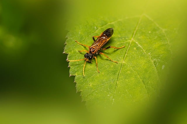Free Insect Behavior photo and picture