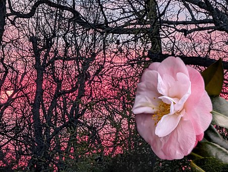 Free Sunset Pink Flowers photo and picture