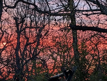 Free Forest Nature photo and picture