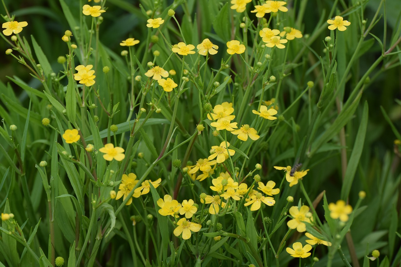 Flor Ranunculus Ranunculus Flor Natureza - Foto gratuita no Pixabay
