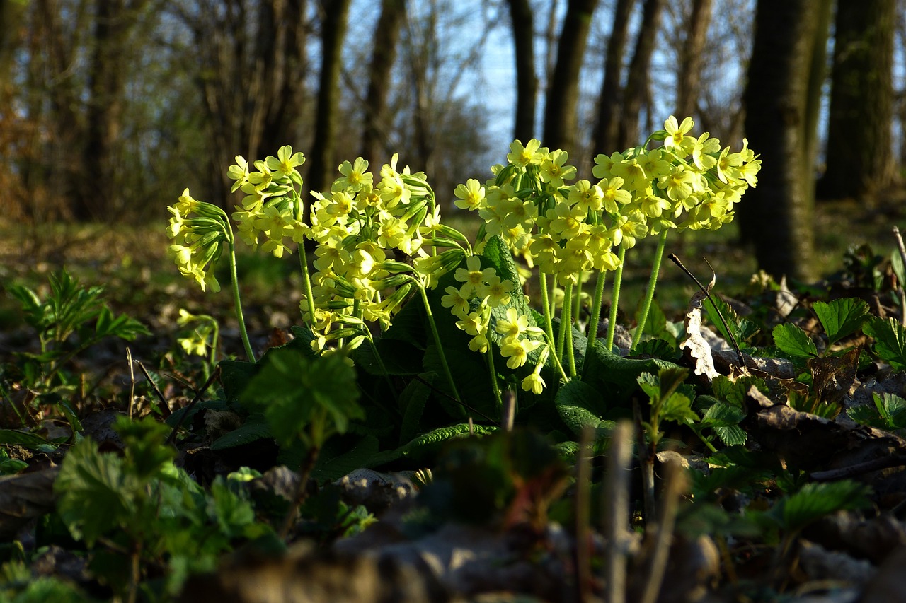 Download free HD stock image of Spring Primrose Free spring primrose nature illustration