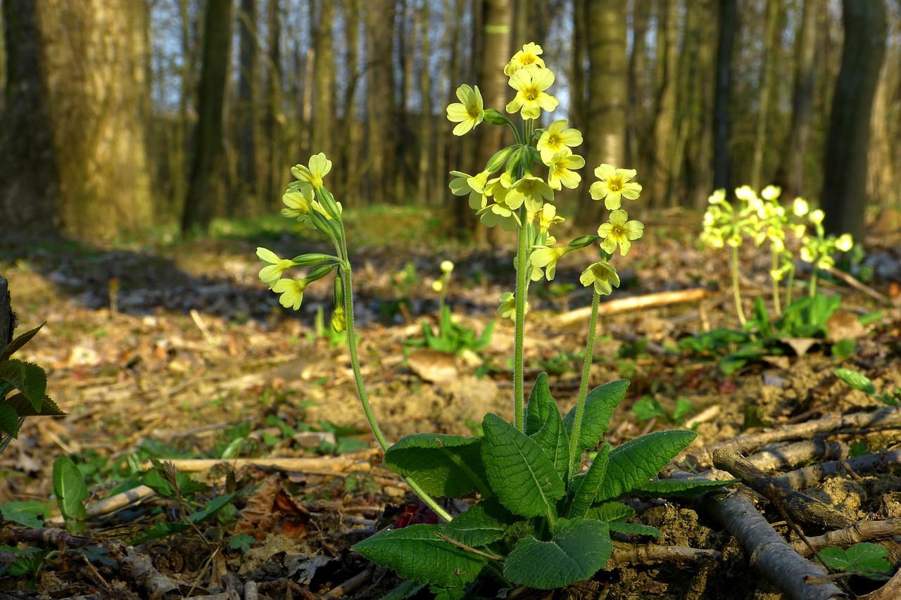 Download free HD stock image of Spring Primrose Free spring primrose nature illustration