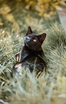 Free Cat Kitten photo and picture