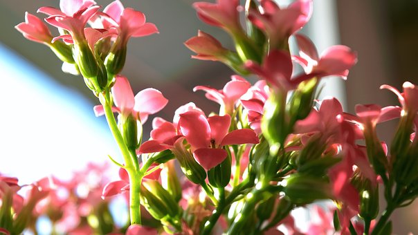 Free Flowers Flower Closeup photo and picture