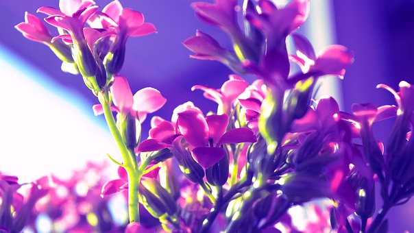 Free Flowers Flower Closeup photo and picture