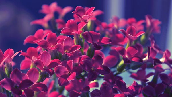 Free Flowers Flower Closeup photo and picture