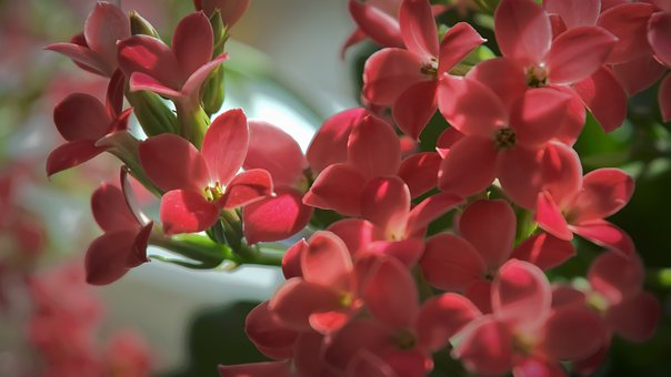 Free Flowers Flower Closeup photo and picture
