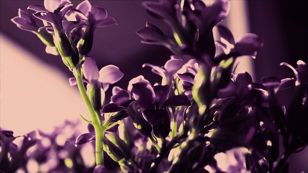 Free Flowers Flower Closeup photo and picture