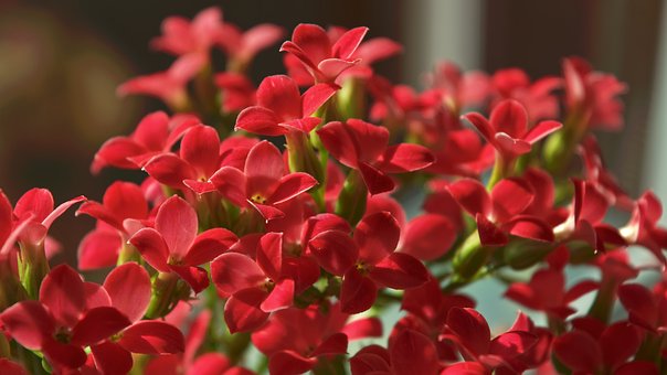 Free Flowers Flower Closeup photo and picture