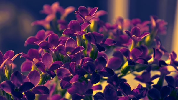 Free Flowers Flower Closeup photo and picture