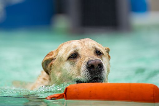 Mergulho Em Doca, Mergulho Com Cachorro