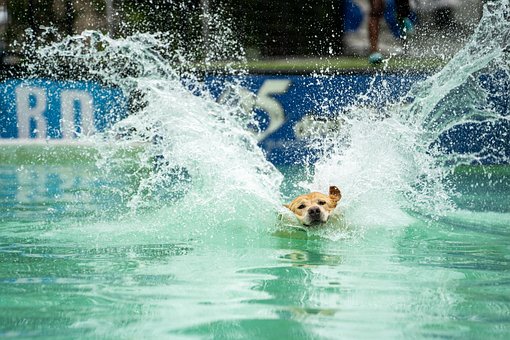 Mergulho Em Doca, Mergulho Com Cachorro