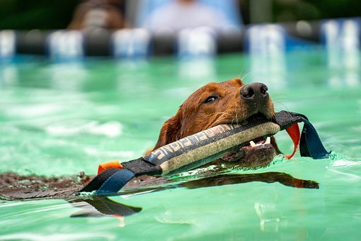 Mergulho Em Doca, Mergulho Com Cachorro