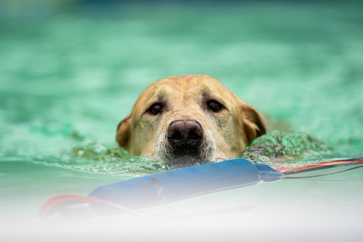 Mergulho Com Cachorro, Esportes Caninos