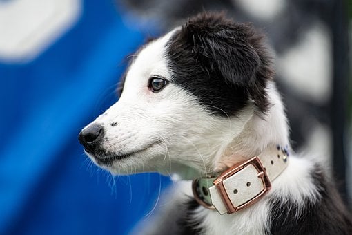 Border Collie, Filhote De Border Collie