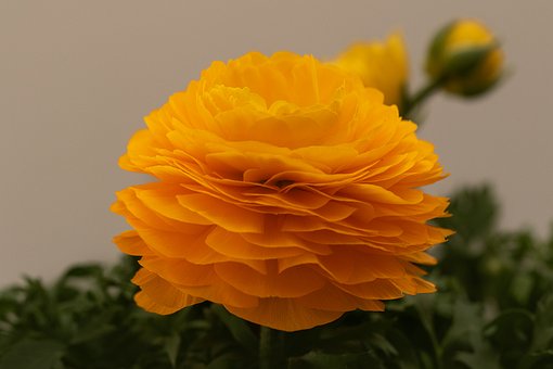 Free Nature Flower photo and picture