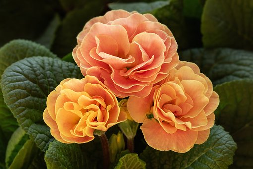 Free Nature Flower photo and picture
