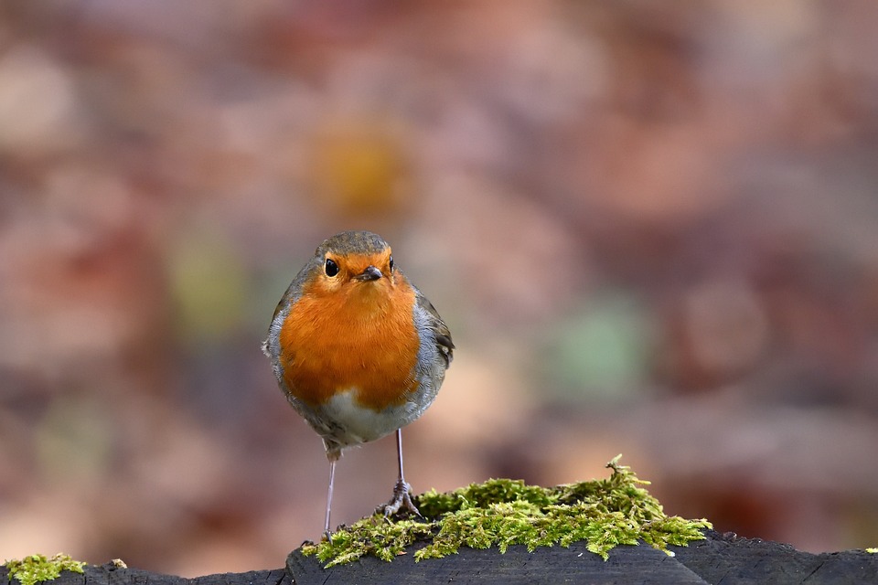 Robin Bird Nature - Free photo on Pixabay