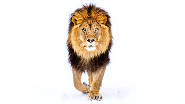 Löwe, Natur, Tier, Tierwelt, Raubtier
