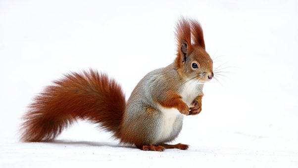 Eichhörnchen, Natur, Tier, Nagetier