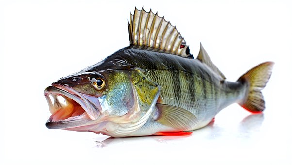 Fische, Natur, Tier, Wasser, Aquarium