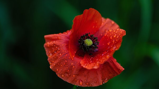Blume, Natur, Blüte, Blütenblätter